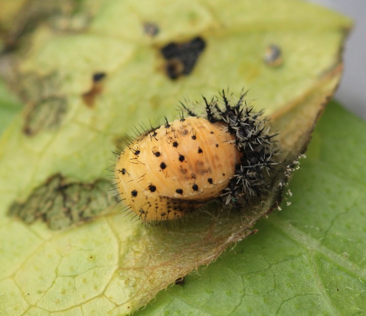 Henosepilachna argus pupa Copyright: Yvonne Couch