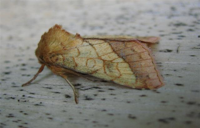 Bordered Sallow2 Copyright: Stephen Rolls