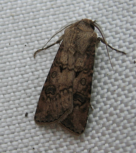 Turnip Moth 2 Copyright: Stephen Rolls