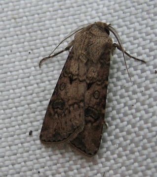 Turnip Moth 2 Copyright: Stephen Rolls