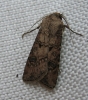 Turnip Moth 2 Copyright: Stephen Rolls