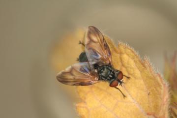 Phasia obesia Copyright: Peter Harvey