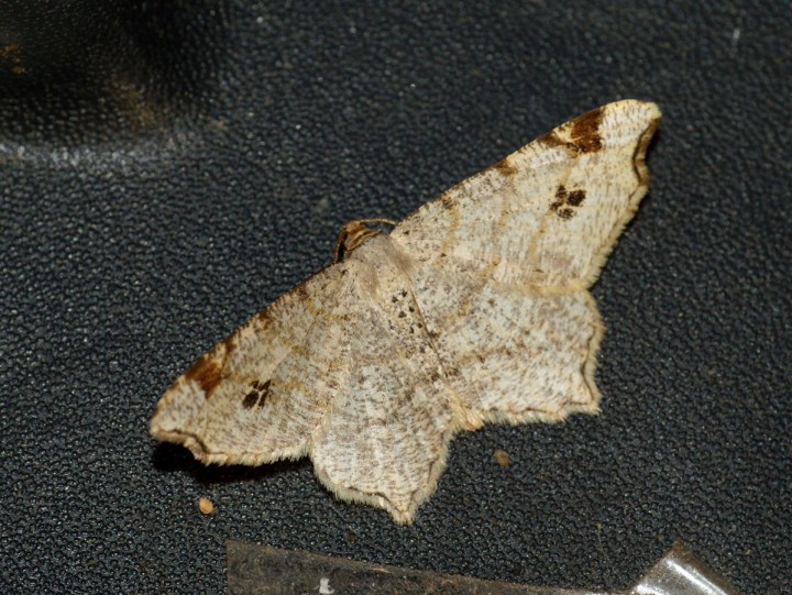 Peacock Moth Copyright: Ben Sale