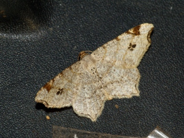 Peacock Moth Copyright: Ben Sale