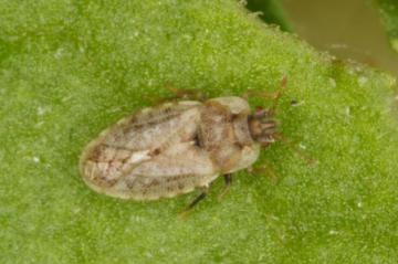 Parapiesma quadratum