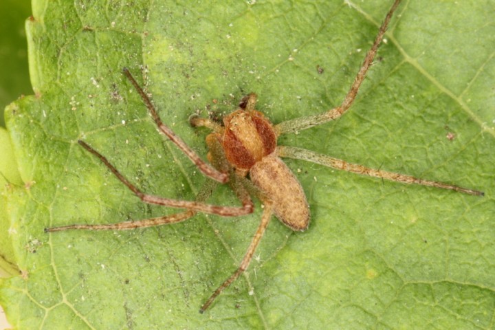 Philodromus rufus male Copyright: P.R. Harvey