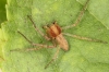 Philodromus rufus male 