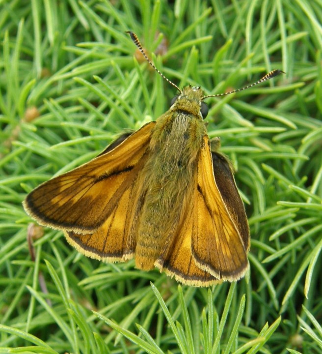 Large Skipper male Copyright: Sue Grayston