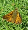 Large Skipper male 