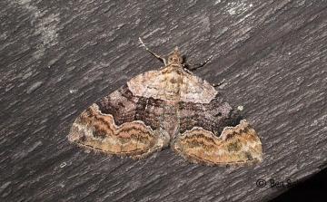 Large Twin-spot Carpet Copyright: Ben Sale