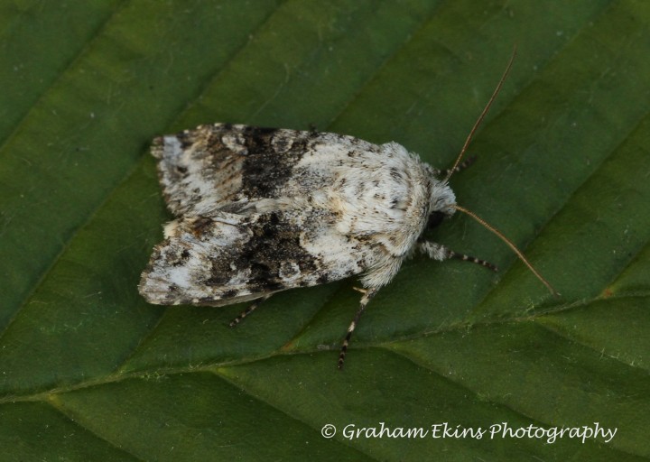 Hecatera bicolorata  Broad-barred White 2 Copyright: Graham Ekins