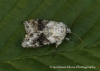 Hecatera bicolorata  Broad-barred White 2 Copyright: Graham Ekins