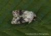 Hecatera bicolorata  Broad-barred White 2