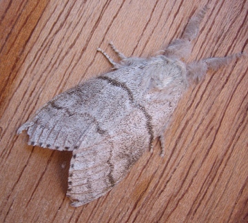 Pale Tussock. Copyright: Stephen Rolls