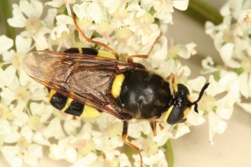 Stratiomys potamida 2 Copyright: Peter Harvey