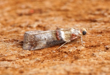 Acrobasis tumidana 1 Copyright: Ben Sale