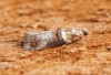 Acrobasis tumidana 1 Copyright: Ben Sale