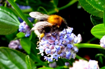 Tree Bumblebee Copyright: Peter Pearson