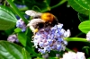 Tree Bumblebee 