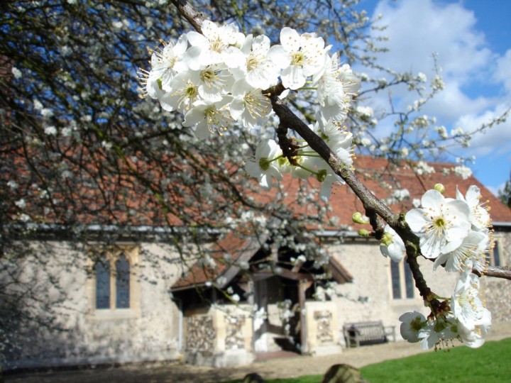 Cherry Plum Copyright: Graham Smith