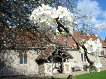 Cherry Plum Copyright: Graham Smith