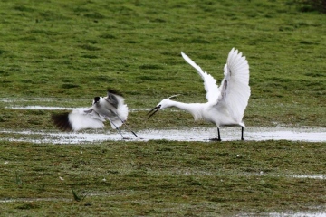 Avocet One Copyright: Graham Smith