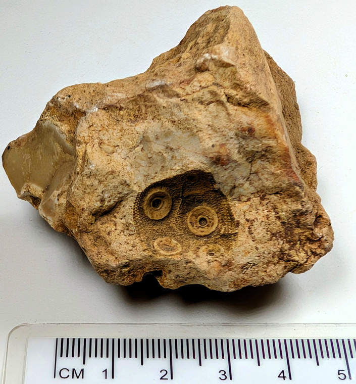 Cidarid sea urchin mould in flint Roxwell Quarry Copyright: Mike Daniels Collection