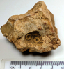 Cidarid sea urchin mould in flint Roxwell Quarry