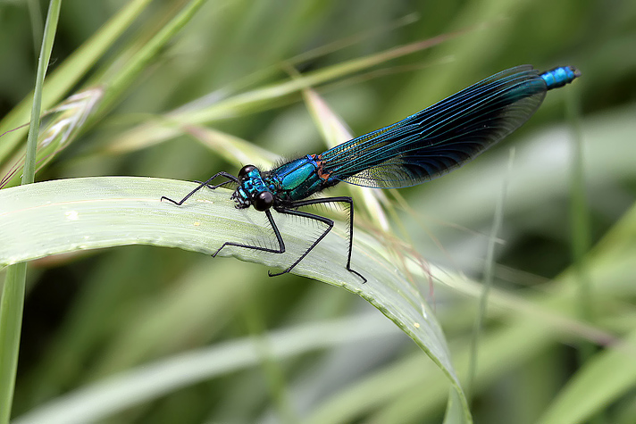 Calopteryx splendens - Male2 (16 May 11) Copyright: Leslie Butler