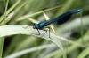 Calopteryx splendens - Male2 (16 May 11) Copyright: Leslie Butler