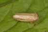 Athysanus argentarius