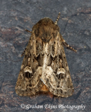 Luperina nickerlii  Sandhill Rustic 2 Copyright: Graham Ekins