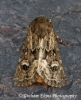 Luperina nickerlii  Sandhill Rustic 2 Copyright: Graham Ekins