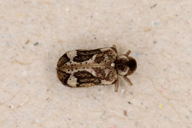 Ptinomorphus imperialis Copyright: Peter Harvey