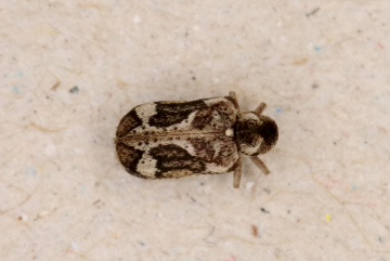 Ptinomorphus imperialis playing dead Copyright: Peter Harvey