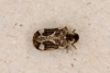 Ptinomorphus imperialis