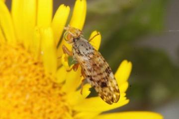 Campiglossa plantaginis Copyright: Peter Harvey