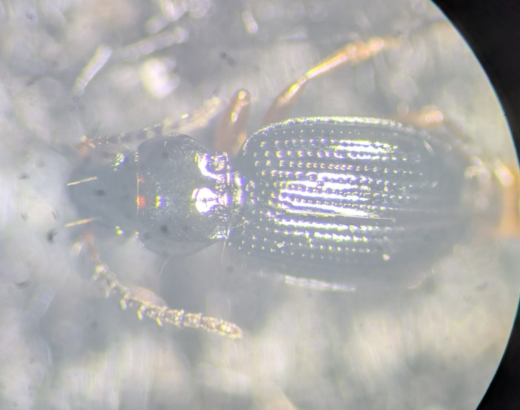 Bembidion gilvipes pronotum Copyright: Robert Smith