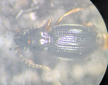 Bembidion gilvipes pronotum Copyright: Robert Smith