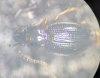 Bembidion gilvipes pronotum