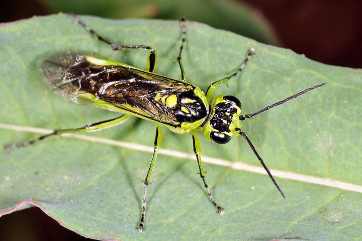 Rhogogaster sp (8 May 2011) Copyright: Leslie Butler