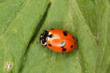 Adonia variegata Copyright: Peter Harvey