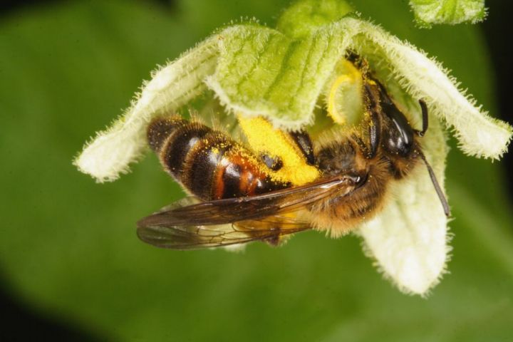 Andrena florea female Copyright: Peter Harvey