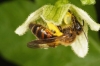 Andrena florea female Copyright: Peter Harvey