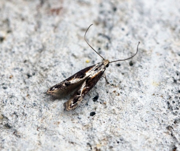 Blastodacna hellerella Copyright: Ben Sale