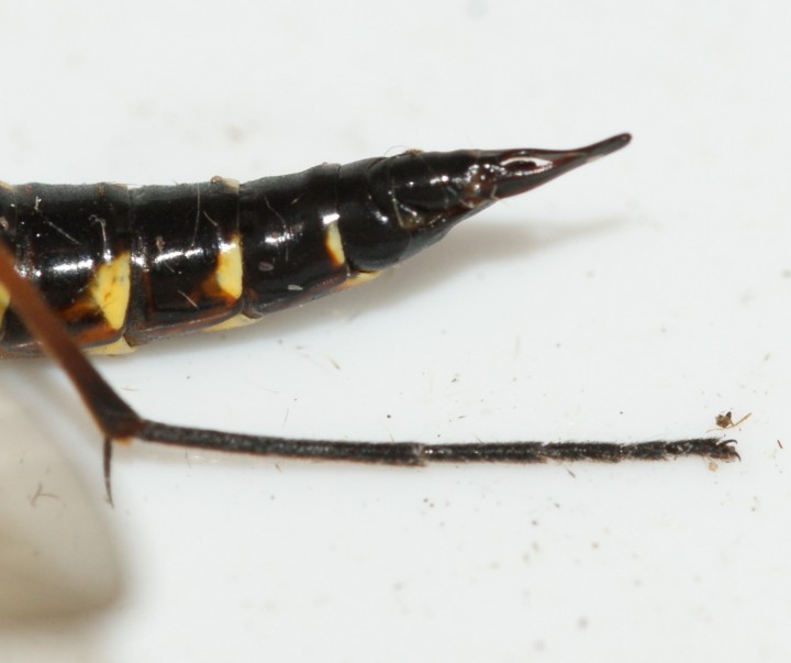 ovipositor Copyright: Robert Smith