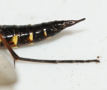 ovipositor Copyright: Robert Smith