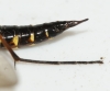 ovipositor