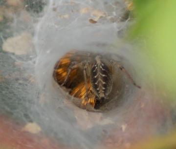 Agelena labyrinthica (with Large Skipper) Copyright: Robert Smith