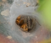 Agelena labyrinthica (with Large Skipper) 
